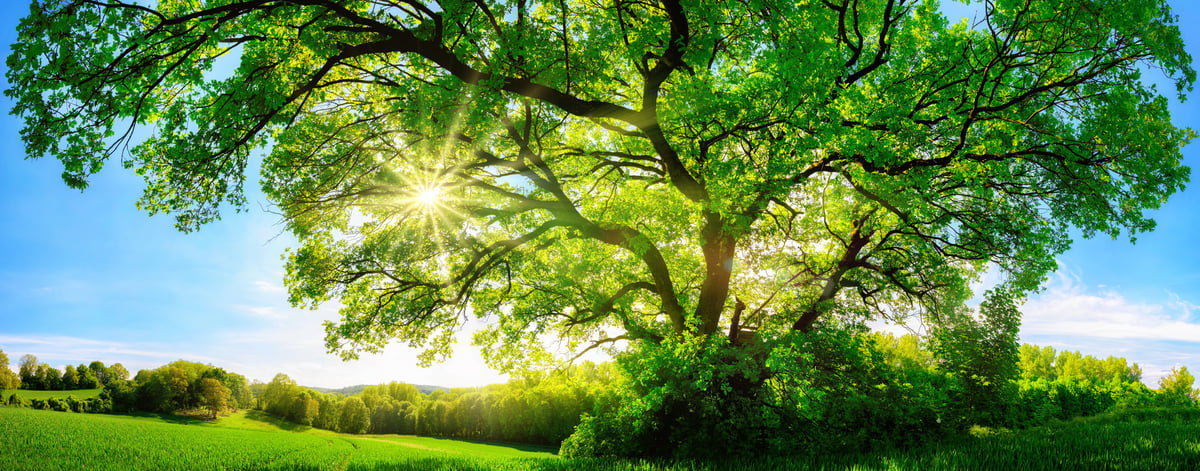 The sun shining through a majestic green oak tree on a meadow, symbolizing growth, abundance, and wealth